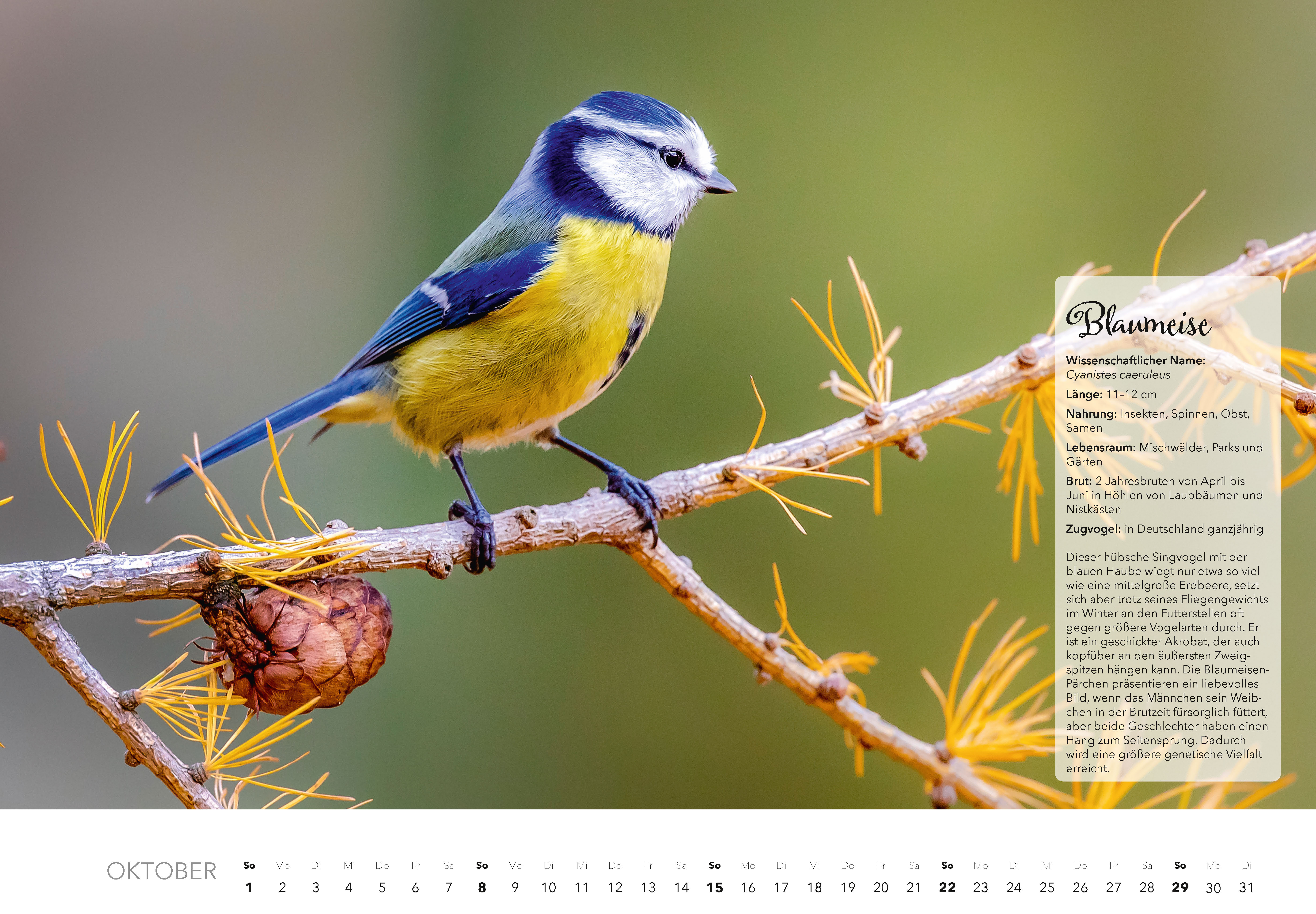 Kalender "Unsere Gartenvögel 2023"