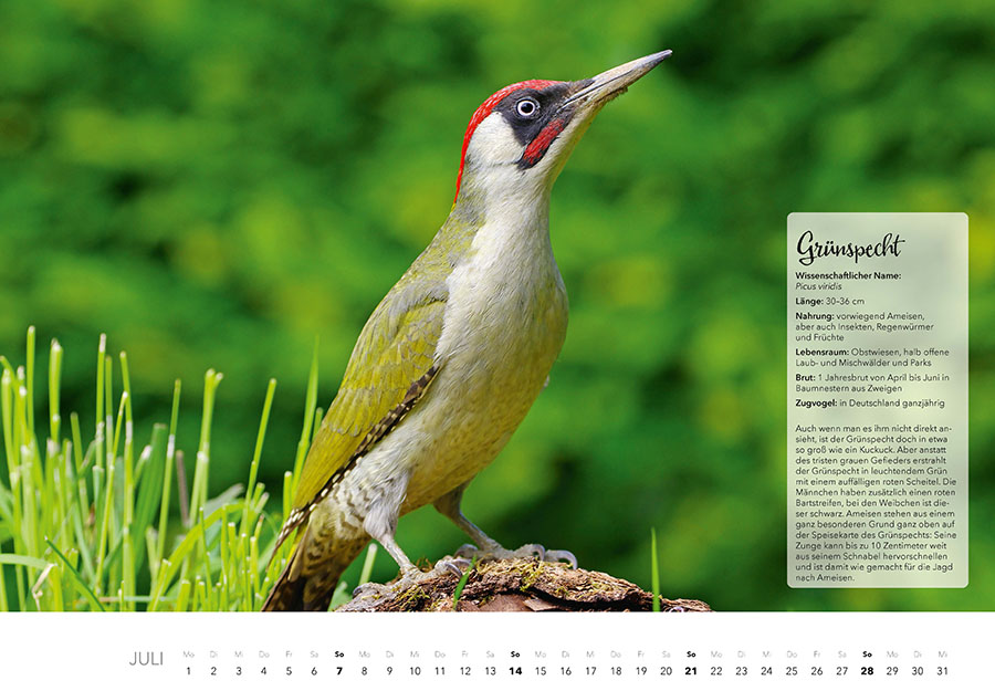 Kalender "Unsere Gartenvögel 2024"