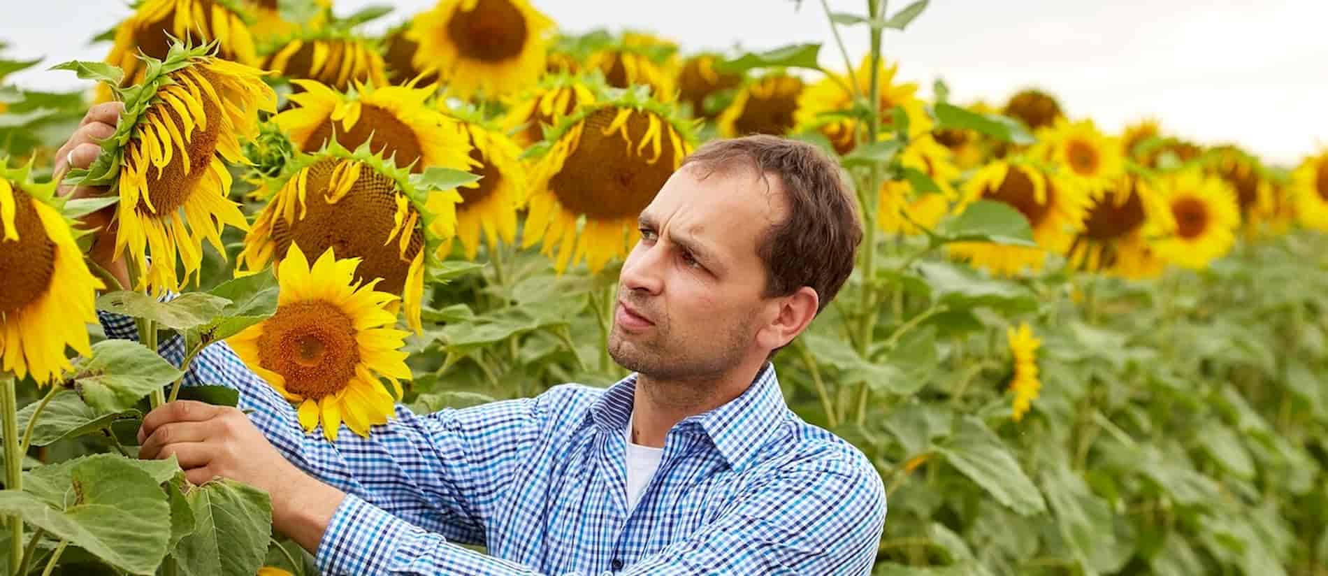 Anton Welzhofer prüft die Qualität im Sonnenblumenfeld.