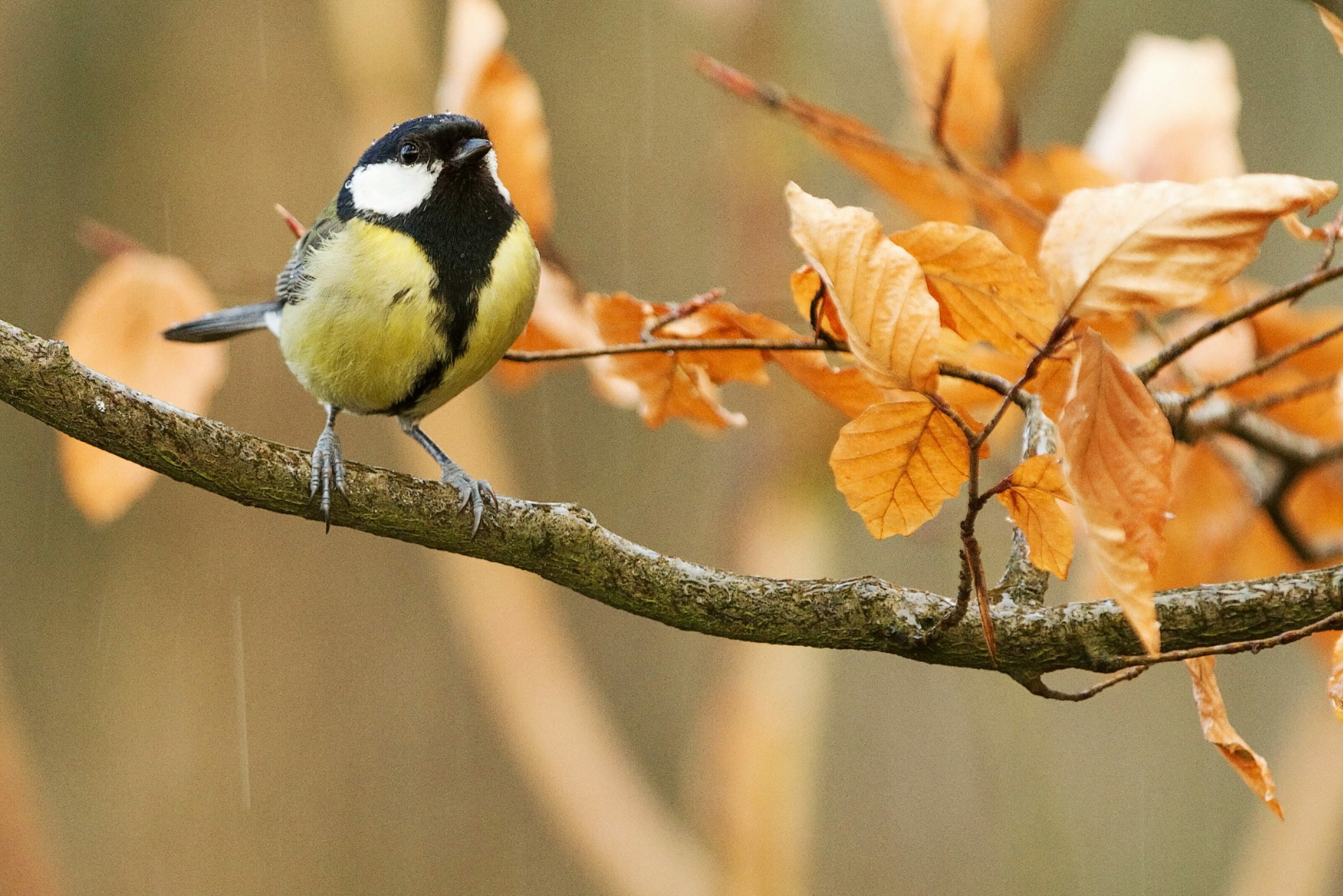 10 Wintervögel, die uns jede Saison besuchen kommen