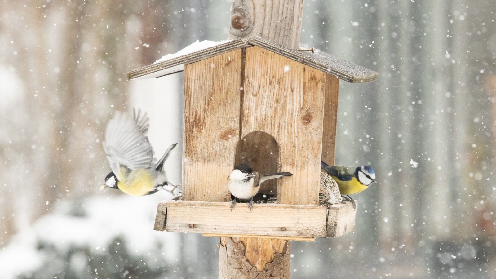 Checkliste - Richtige Vogelfütterung im Winter